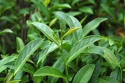 台湾常见的茶树品种